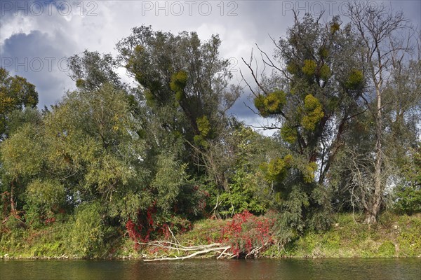 Tree trellis on the bank of the river Mulde in autumn