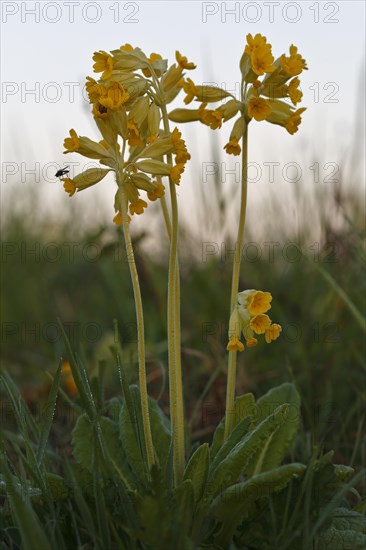 Common cowslip