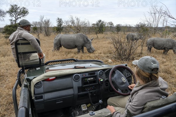 Tourists watch white rhinoceroses