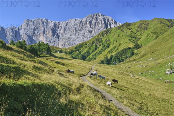 Cows in front of the Catinaccio