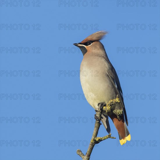 Bohemian waxwing