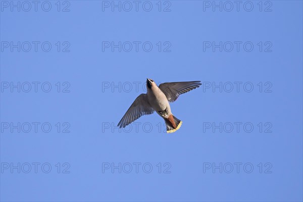 Migrating Bohemian waxwing