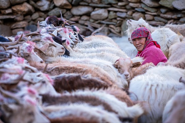 Milking of the goats by a Changpa nomad