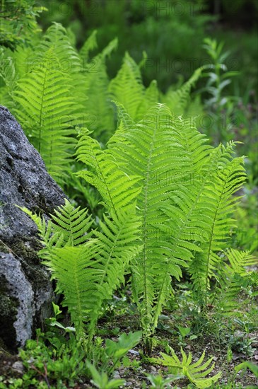 Ostrich fern