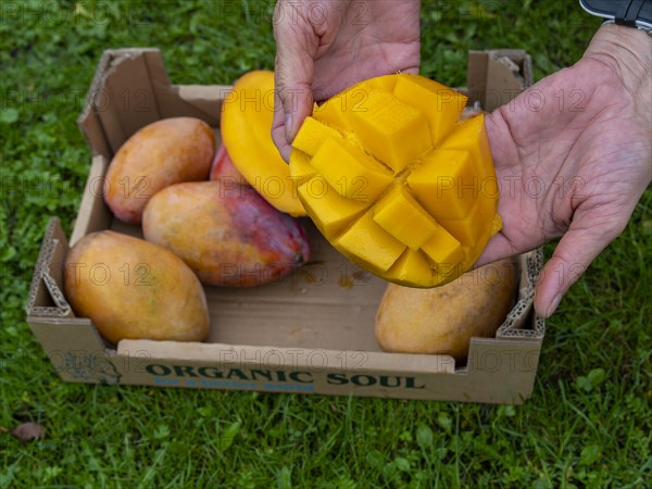 Hands holding sliced organic mango with yellow pulp over a fruit box in green meadow