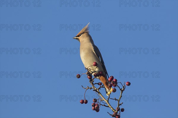 Bohemian waxwing