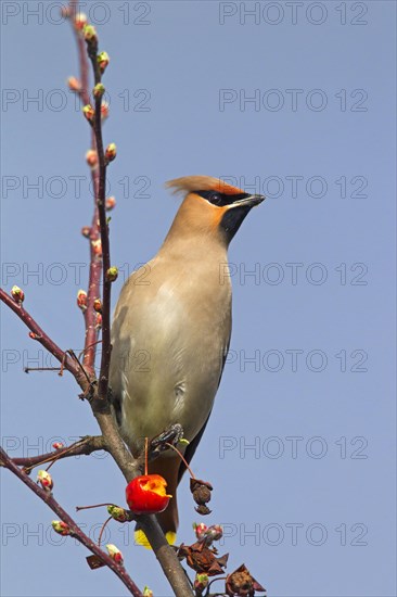 Bohemian waxwing