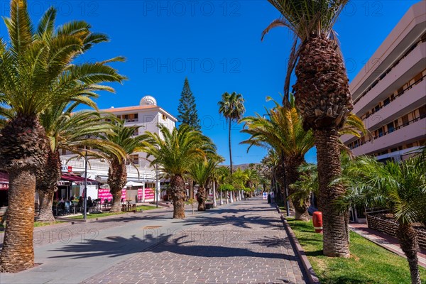 Promenade with palm trees in Los Cristianos in the south of Tenerife