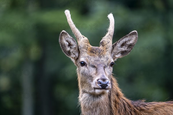 Red deer