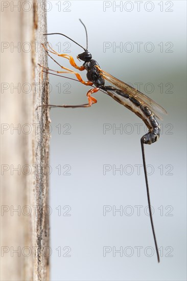 Wood hatchling wasp