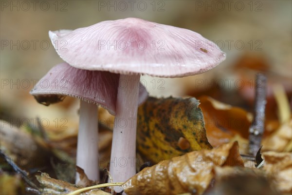 Pink small forest mushroom
