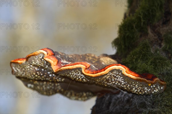 Red banded polypore