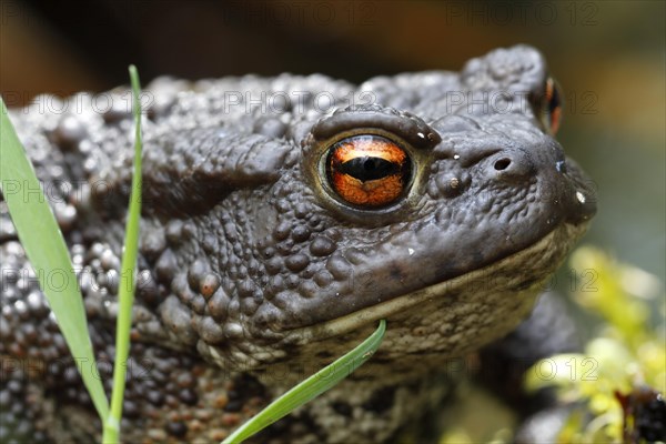 Common toad