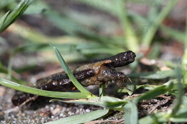 Larva of a caddis fly in its tube