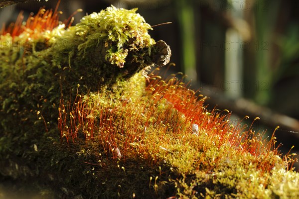 Spore capsules of the golden lady's moss