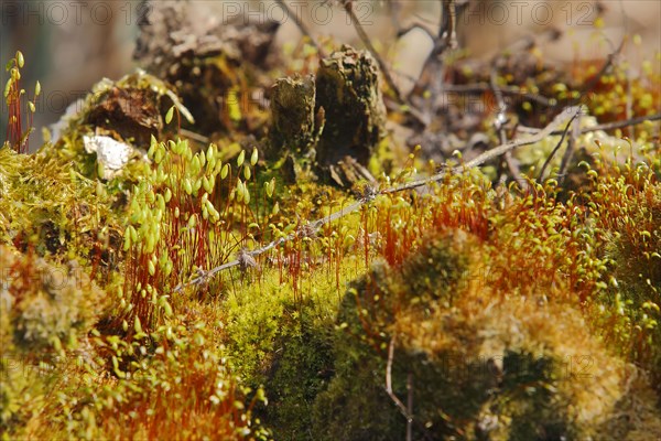 Spore capsules of the golden lady's moss