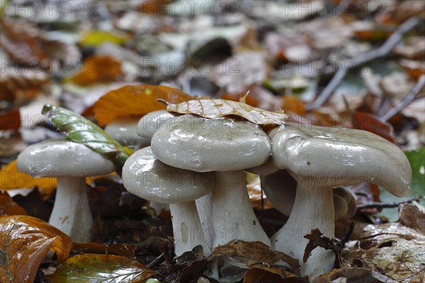 Clouded funnel fungus