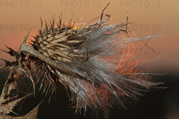 Seed stand of creeping thistle