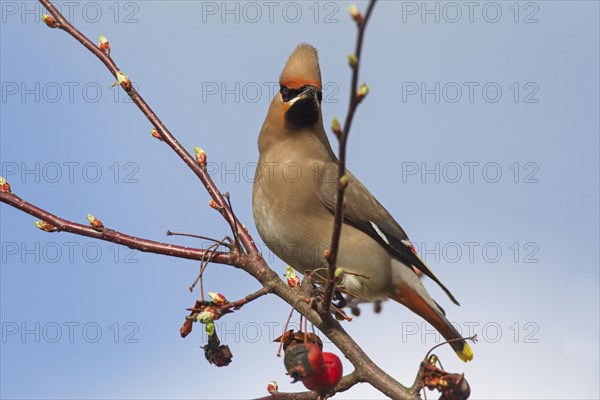 Bohemian waxwing