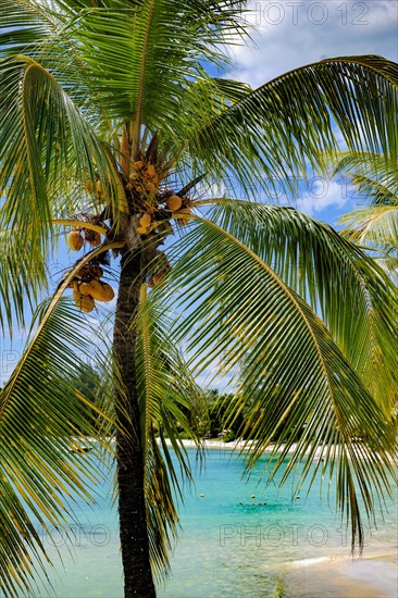 View between palm leaves and palm fronds on a small blue lagoon in front of a beach with palm trees Cocos nocifera on the north coast of Mauritius Island