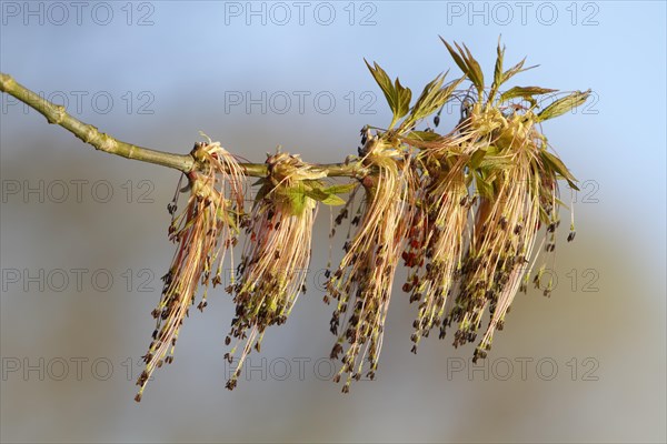 Seed stand of manitoba maple