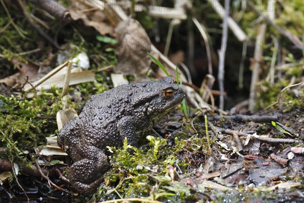 Common toad