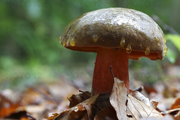 Chestnut boletus