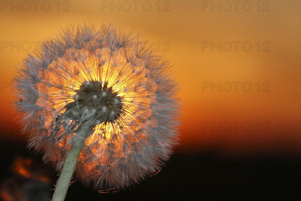 Common dandelion