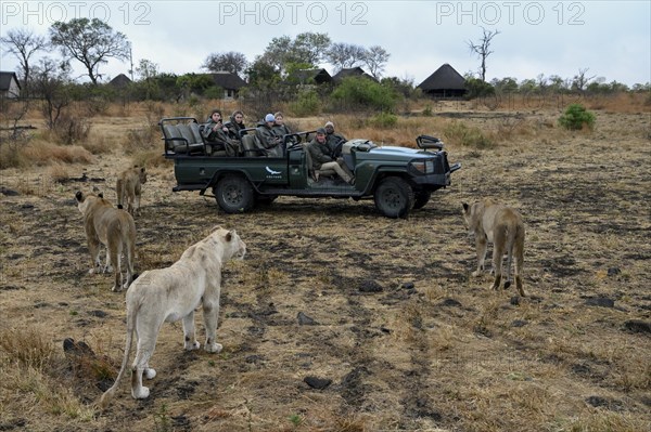 Tourists watching lions