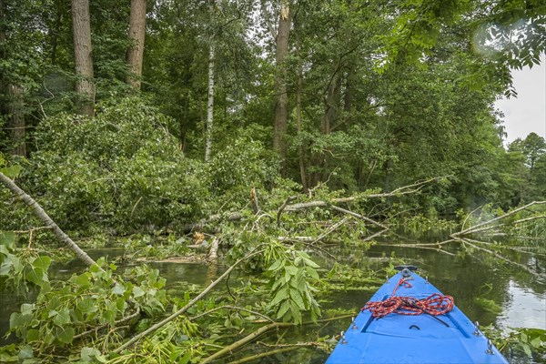 Trees have fallen into a canal after strong winds