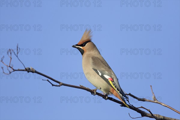 Migrating Bohemian waxwing