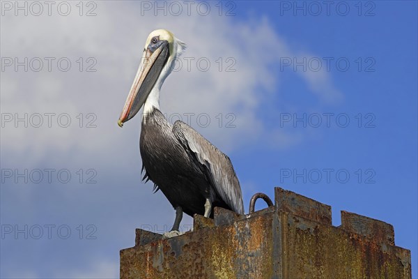 Brown pelican