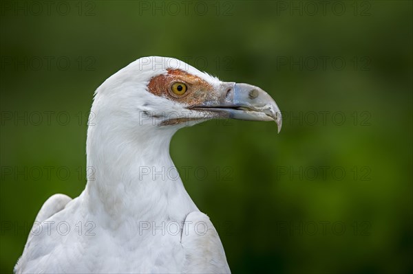 Palm-nut vulture