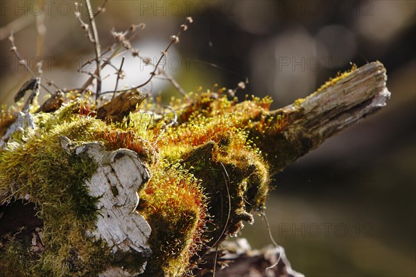 Spore capsules of the golden lady's moss