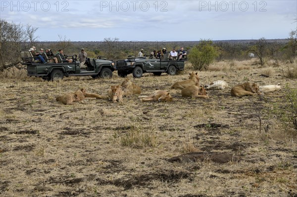 Tourists watching lions