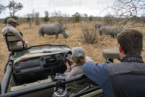 Tourists watch white rhinoceroses