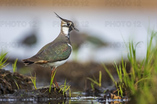 Northern lapwing