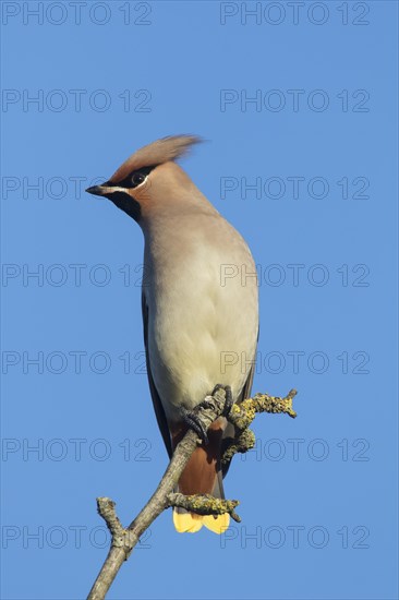 Bohemian waxwing