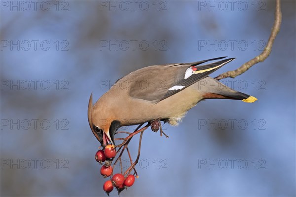 Bohemian waxwing