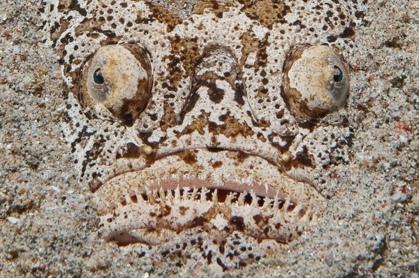 Extreme close-up of head of Marbled Stargazer