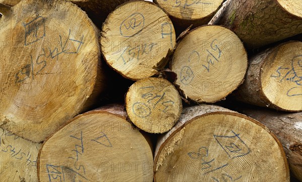 Wood pile near Bad-Rippoldsau-Schapbach