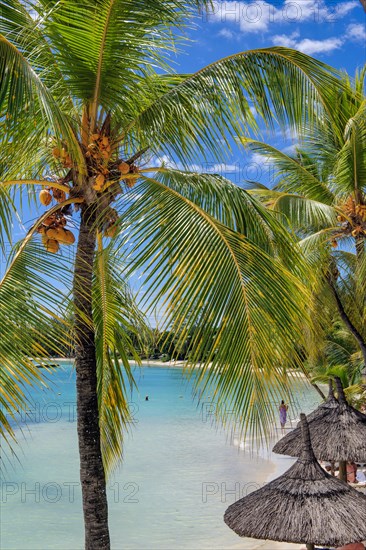 View between palm leaves and palm fronds to a small blue lagoon in front of a beach with palm trees Coconut palms