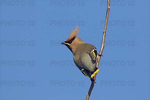 Bohemian waxwing