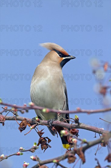 Bohemian waxwing