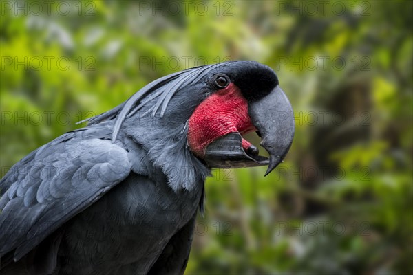 Palm cockatoo