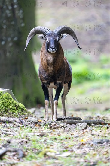 Mouflon