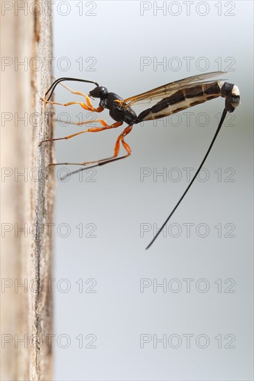 Wood hatchling wasp