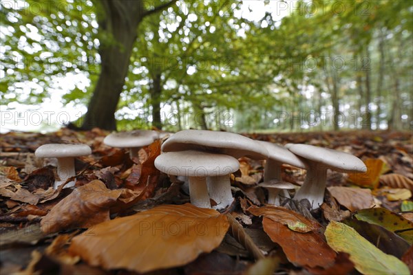 Clouded funnel fungus