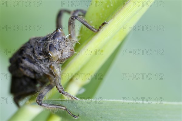 Dragonfly larva in front of hatching on a reed leaf