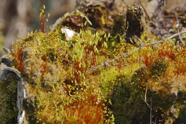 Spore capsules of the golden lady's moss